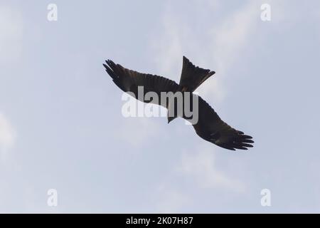 Nahaufnahme eines schwarzen Drachen, der in Indien am Himmel fliegt Stockfoto