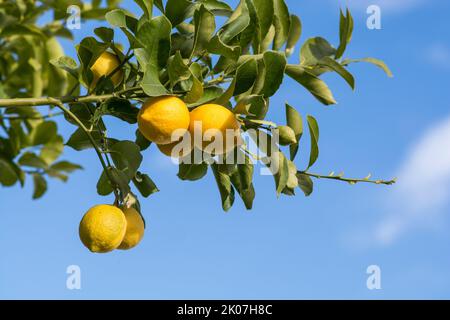 Zitronenpflanze mit ihren Früchten. La Pampa Argentinien Stockfoto