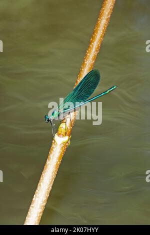 Damselfliege auf Zweig, wunderschöne demoiselle (Calopteryx virgo), Garstedt, Niedersachsen, Deutschland Stockfoto