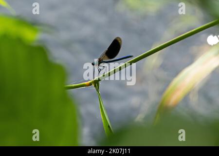 Damselfliege auf Zweig, gebänderte demoiselle (Calopteryx splendens), Garstedt, Niedersachsen, Deutschland Stockfoto