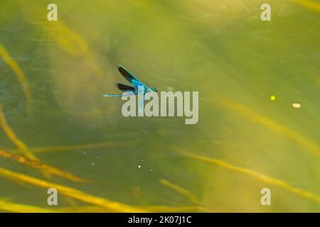 Damselfliege, gebänderte demoiselle (Calopteryx splendens), Garstedt, Niedersachsen, Deutschland Stockfoto