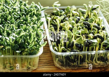 Kleiner Hausgarten. Nützliche junge Sprossen von Erbse, Sonnenblume. Wächst zu Hause mikrogrün. Saatgutbildung. Veganes und gesundes Esskonzept.Fenstersims-Garten. Stockfoto