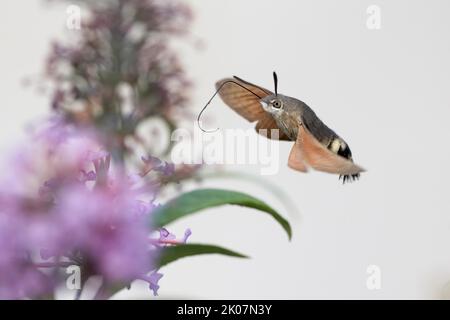 Hummingbird Hawk-Motte (Macroglossum stellatarum) nähert sich Schmetterlingsbusch (Buddleja davidii), Hessen, Deutschland Stockfoto