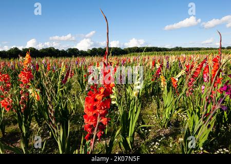 Schwertlilien (Gladiolus), Siegwurze, Familie Iridaceae, leer, Ostfriesland, Deutschland Stockfoto