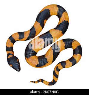 Bismarck-Ringelpython 3D Illustration. Stockfoto