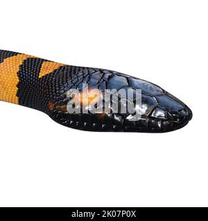 Bismarck-Ringelpython 3D Illustration. Stockfoto