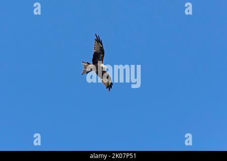 Roter Drachen (Milvus milvus) im Flug, Hitzacker, Elbtalaue, Niedersachsen, Deutschland Stockfoto