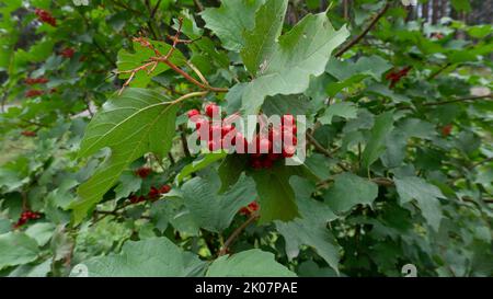 Rote Viburnum-Beeren, umgeben von grünem Laub Stockfoto