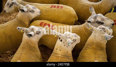 Kelso, Großbritannien. 09. September 2022. 9.. September 2022. Kelso, Border Union Showground, Scottish Borders. Der jährliche Kelso RAM Sales fand heute am Tag nach dem Tod von Königin Elizabeth statt, die Glocke wurde um 10am Uhr läutet, um eine zweiminütige Stille als Zeichen oder Respekt zu beginnen, bevor die Glocke erneut geläutet wurde, um den Verkauf zu beginnen. Das Wetter war heute für die Veranstaltung schlecht, und am Morgen regnete es. Texelschafe mit Zahlen auf dem Rücken warten heute darauf, verkauft zu werden. PIC Credit: phil wilkinson/Alamy Live News Stockfoto