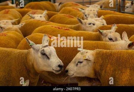 Kelso, Großbritannien. 09. September 2022. 9.. September 2022. Kelso, Border Union Showground, Scottish Borders. Der jährliche Kelso RAM Sales fand heute am Tag nach dem Tod von Königin Elizabeth statt, die Glocke wurde um 10am Uhr läutet, um eine zweiminütige Stille als Zeichen oder Respekt zu beginnen, bevor die Glocke erneut geläutet wurde, um den Verkauf zu beginnen. Das Wetter war heute für die Veranstaltung schlecht, und am Morgen regnete es. Texelschafe mit Zahlen auf dem Rücken warten heute darauf, verkauft zu werden. PIC Credit: phil wilkinson/Alamy Live News Stockfoto