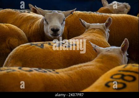 Kelso, Großbritannien. 09. September 2022. 9.. September 2022. Kelso, Border Union Showground, Scottish Borders. Der jährliche Kelso RAM Sales fand heute am Tag nach dem Tod von Königin Elizabeth statt, die Glocke wurde um 10am Uhr läutet, um eine zweiminütige Stille als Zeichen oder Respekt zu beginnen, bevor die Glocke erneut geläutet wurde, um den Verkauf zu beginnen. Das Wetter war heute für die Veranstaltung schlecht, und am Morgen regnete es. Texelschafe mit Zahlen auf dem Rücken warten heute darauf, verkauft zu werden. PIC Credit: phil wilkinson/Alamy Live News Stockfoto