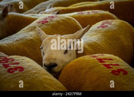 Kelso, Großbritannien. 09. September 2022. 9.. September 2022. Kelso, Border Union Showground, Scottish Borders. Der jährliche Kelso RAM Sales fand heute am Tag nach dem Tod von Königin Elizabeth statt, die Glocke wurde um 10am Uhr läutet, um eine zweiminütige Stille als Zeichen oder Respekt zu beginnen, bevor die Glocke erneut geläutet wurde, um den Verkauf zu beginnen. Das Wetter war heute für die Veranstaltung schlecht, und am Morgen regnete es. Texelschafe mit Zahlen auf dem Rücken warten heute darauf, verkauft zu werden. PIC Credit: phil wilkinson/Alamy Live News Stockfoto