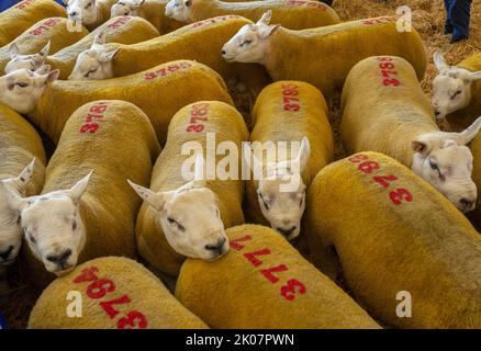 Kelso, Großbritannien. 09. September 2022. 9.. September 2022. Kelso, Border Union Showground, Scottish Borders. Der jährliche Kelso RAM Sales fand heute am Tag nach dem Tod von Königin Elizabeth statt, die Glocke wurde um 10am Uhr läutet, um eine zweiminütige Stille als Zeichen oder Respekt zu beginnen, bevor die Glocke erneut geläutet wurde, um den Verkauf zu beginnen. Das Wetter war heute für die Veranstaltung schlecht, und am Morgen regnete es. Texelschafe mit Zahlen auf dem Rücken warten heute darauf, verkauft zu werden. PIC Credit: phil wilkinson/Alamy Live News Stockfoto