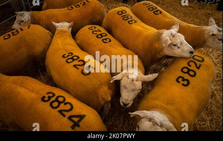 Kelso, Großbritannien. 09. September 2022. 9.. September 2022. Kelso, Border Union Showground, Scottish Borders. Der jährliche Kelso RAM Sales fand heute am Tag nach dem Tod von Königin Elizabeth statt, die Glocke wurde um 10am Uhr läutet, um eine zweiminütige Stille als Zeichen oder Respekt zu beginnen, bevor die Glocke erneut geläutet wurde, um den Verkauf zu beginnen. Das Wetter war heute für die Veranstaltung schlecht, und am Morgen regnete es. Texelschafe mit Zahlen auf dem Rücken warten heute darauf, verkauft zu werden. PIC Credit: phil wilkinson/Alamy Live News Stockfoto