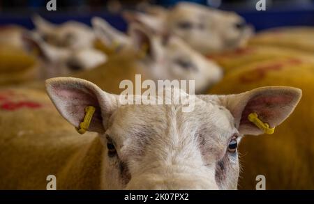 Kelso, Großbritannien. 09. September 2022. 9.. September 2022. Kelso, Border Union Showground, Scottish Borders. Der jährliche Kelso RAM Sales fand heute am Tag nach dem Tod von Königin Elizabeth statt, die Glocke wurde um 10am Uhr läutet, um eine zweiminütige Stille als Zeichen oder Respekt zu beginnen, bevor die Glocke erneut geläutet wurde, um den Verkauf zu beginnen. Das Wetter war heute für die Veranstaltung schlecht, und am Morgen regnete es. Texelschafe mit Zahlen auf dem Rücken warten heute darauf, verkauft zu werden. PIC Credit: phil wilkinson/Alamy Live News Stockfoto