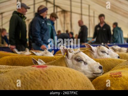 Kelso, Großbritannien. 09. September 2022. 9.. September 2022. Kelso, Border Union Showground, Scottish Borders. Der jährliche Kelso RAM Sales fand heute am Tag nach dem Tod von Königin Elizabeth statt, die Glocke wurde um 10am Uhr läutet, um eine zweiminütige Stille als Zeichen oder Respekt zu beginnen, bevor die Glocke erneut geläutet wurde, um den Verkauf zu beginnen. Das Wetter war heute für die Veranstaltung schlecht, und am Morgen regnete es. PIC Credit: phil wilkinson/Alamy Live News Stockfoto