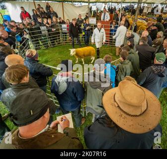 Kelso, Großbritannien. 09. September 2022. 9.. September 2022. Kelso, Border Union Showground, Scottish Borders. Der jährliche Kelso RAM Sales fand heute am Tag nach dem Tod von Königin Elizabeth statt, die Glocke wurde um 10am Uhr läutet, um eine zweiminütige Stille als Zeichen oder Respekt zu beginnen, bevor die Glocke erneut geläutet wurde, um den Verkauf zu beginnen. Das Wetter war heute für die Veranstaltung schlecht, und am Morgen regnete es. Texeler Schafe gehen heute beim RAM Sales unter den Hammer. PIC Credit: phil wilkinson/Alamy Live News Stockfoto