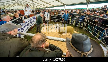 Kelso, Großbritannien. 09. September 2022. 9.. September 2022. Kelso, Border Union Showground, Scottish Borders. Der jährliche Kelso RAM Sales fand heute am Tag nach dem Tod von Königin Elizabeth statt, die Glocke wurde um 10am Uhr läutet, um eine zweiminütige Stille als Zeichen oder Respekt zu beginnen, bevor die Glocke erneut geläutet wurde, um den Verkauf zu beginnen. Das Wetter war heute für die Veranstaltung schlecht, und am Morgen regnete es. Blueface Leicester Schafe werden heute verkauft Pic Credit: phil wilkinson/Alamy Live News Stockfoto