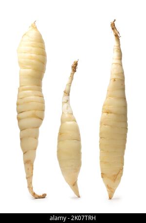 Organische Pfeilwurzelrhizome isoliert auf weißem Hintergrund, maranta arundinacea, tropische Pflanzenwurzeln Stockfoto