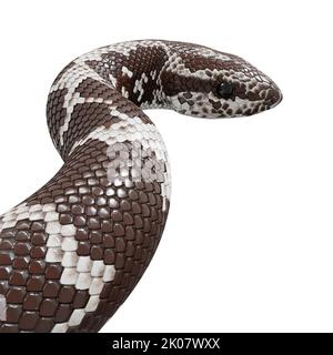 Kenianische Sandboa 3D Illustration. Stockfoto