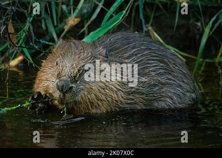 Eurasische Biber (Castor Fiber) am Fluss Tay, Perthshire, Schottland. Stockfoto