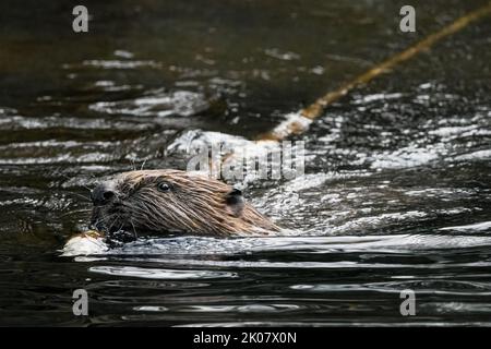 Eurasische Biber (Castor-Faser), die einen Ast am Fluss Tay, Perthshire, Schottland, zieht. Stockfoto