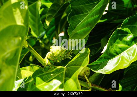 Eine Noni Fruit Morinda citrifolia auf St. Lucia Stockfoto