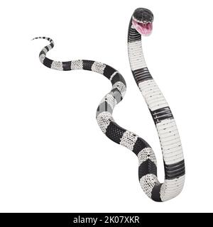 Malayan Krait 3D Illustration. Stockfoto