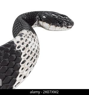 Malayan Krait 3D Illustration. Stockfoto