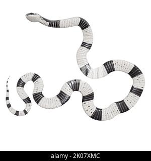 Malayan Krait 3D Illustration. Stockfoto