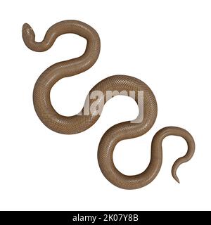 Malayan Krait 3D Illustration Stockfoto