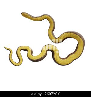 Malayan Krait 3D Illustration Stockfoto