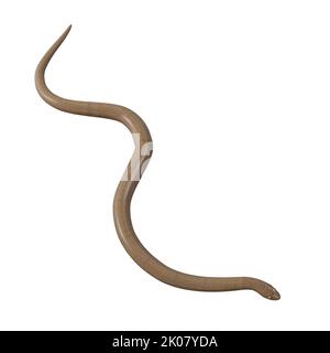 Malayan Krait 3D Illustration Stockfoto