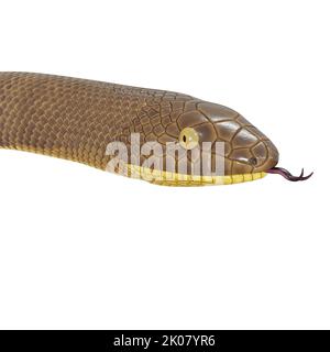 Malayan Krait 3D Illustration Stockfoto
