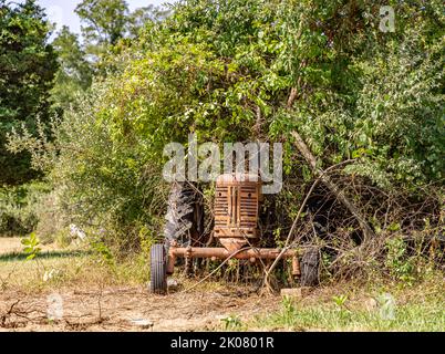 Ein alter Traktor aus dem Jahr 1950s, Farmall, Modell 300, in überwucherter Vegetation Stockfoto