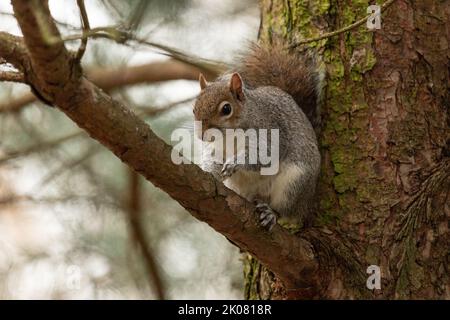 Graues britisches Eichhörnchen, das in einer natürlichen Umgebung in einem Baum sitzt und die Kamera anschaut Stockfoto