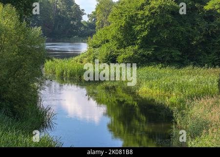 Ruhiger Fluss fließt in einen See. Schilf, Büsche und grüne Bäume wachsen am Ufer. Idyllische Natursommerlandschaft im Putbus-Park an der isl Stockfoto