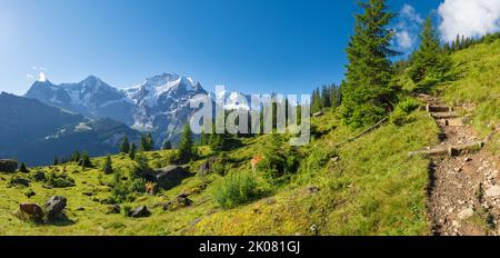 Das Panorama der Berner alpen mit der Jungfrau, dem Mönch und dem Eiger über die alpenwiesen mit der Herde von Kühen. Stockfoto