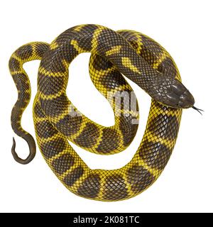 Zebra Dschungel Teppich Python 3D Illustration. Stockfoto