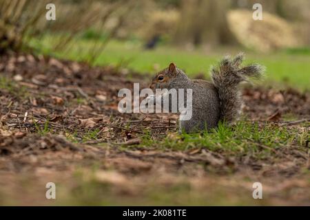 Nahaufnahmen von einem Grauhörnchen, das in einem Park auf dem Boden gefressen und Erdnüsse gegessen hat Stockfoto