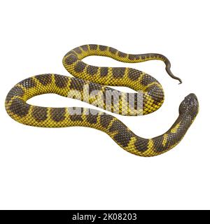 Zebra Dschungel Teppich Python 3D Illustration. Stockfoto