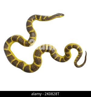 Zebra Dschungel Teppich Python 3D Illustration. Stockfoto