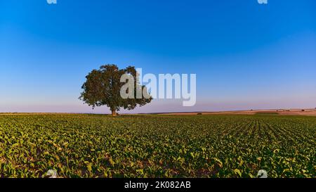 Einzelner Baum auf einem landwirtschaftlichen Feld gegen den blauen Sommerhimmel Stockfoto