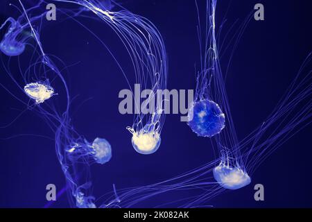 Gruppe fluoreszierender Quallen, die im Unterwasseraquarium schwimmen. Die atlantische Meerennessel chrysaora quinquecirrha im blauen Wasser, den Ozean. Theriologie, bis Stockfoto