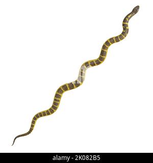 Zebra Dschungel Teppich Python 3D Illustration. Stockfoto