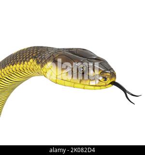 Zebra Dschungel Teppich Python 3D Illustration. Stockfoto