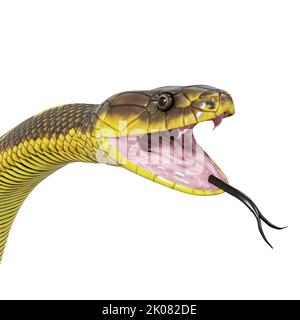 Zebra Dschungel Teppich Python 3D Illustration. Stockfoto