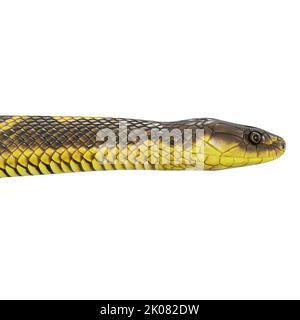 Zebra Dschungel Teppich Python 3D Illustration. Stockfoto