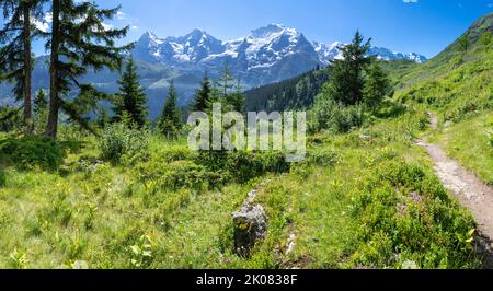 Das Panorama der Berner alpen mit der Jungfrau, dem Mönch und dem Eiger über den almenwiesen. Stockfoto