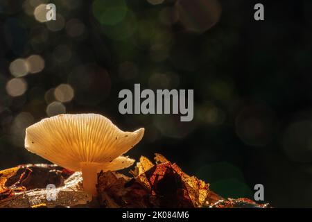 Ein einziger Pilz im herbstlichen Licht lässt sich am Southampton Common, Hampshire, Großbritannien, verfärben Stockfoto